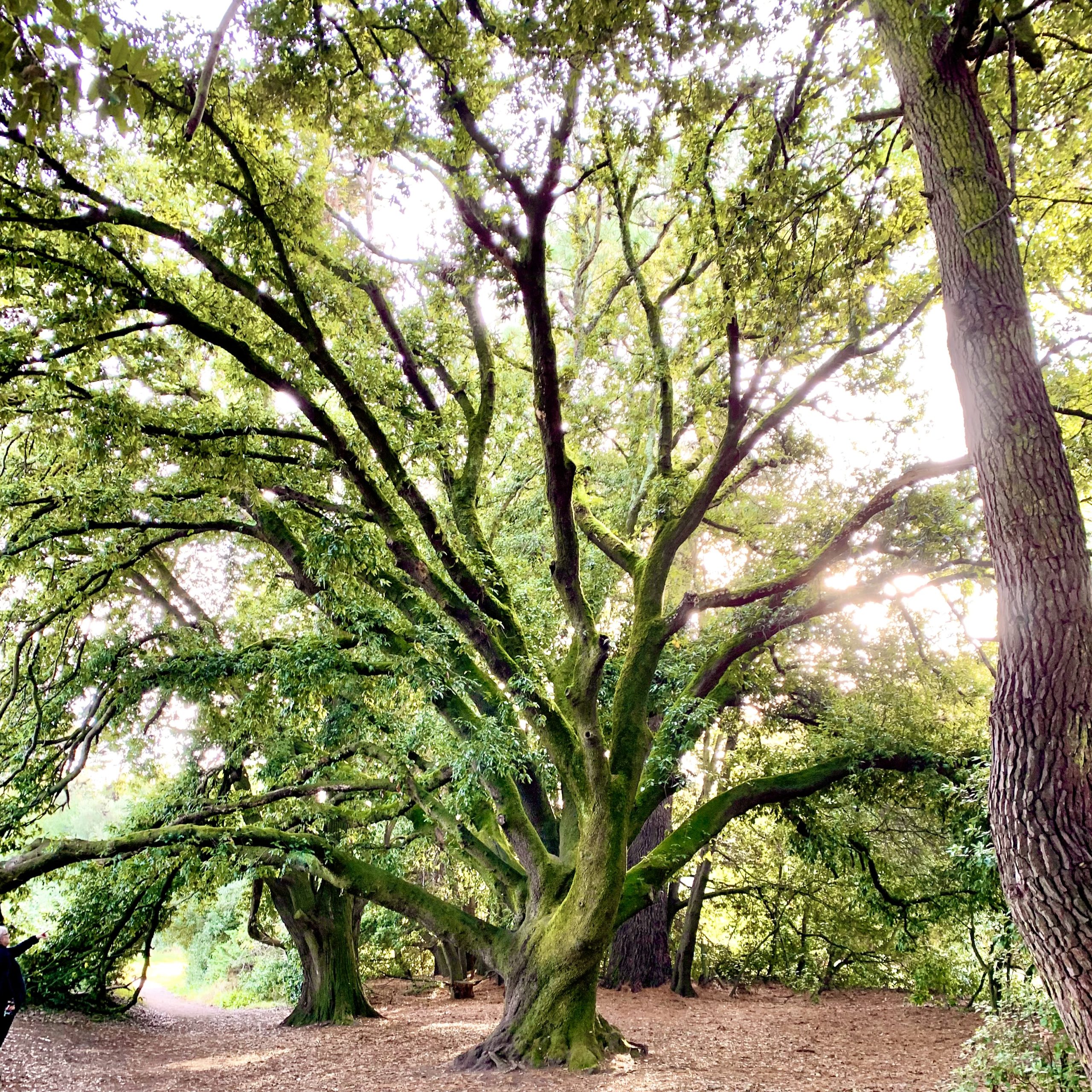 coachingholistique_stephaniepoirier_morbihan Coaching holistique Morbihan Stéphanie Poirier et Yann Poirier