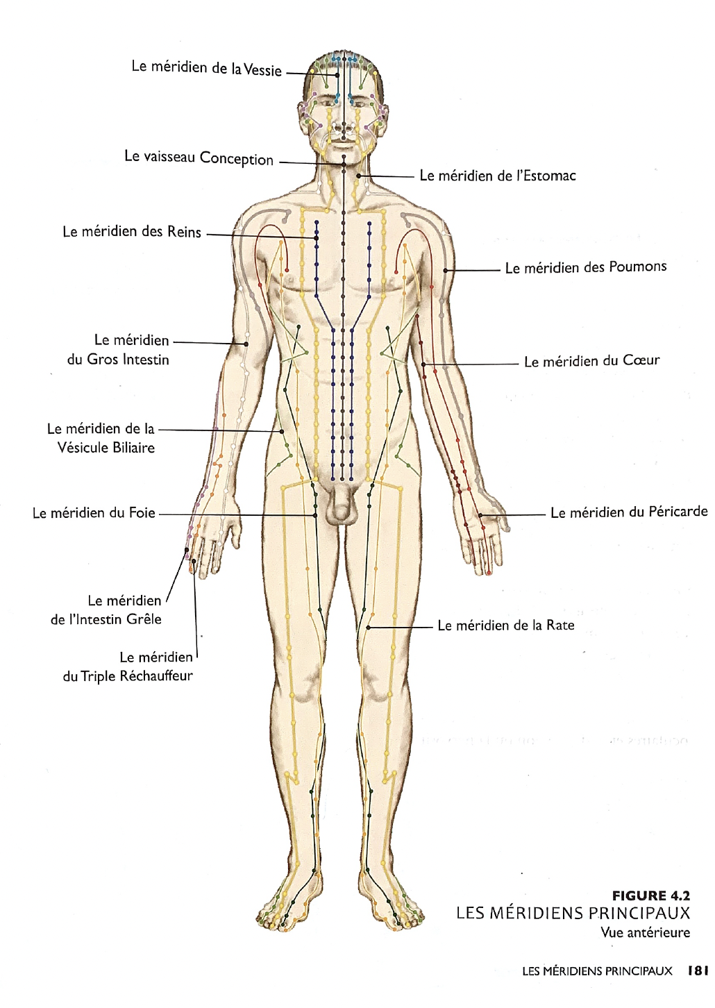 Yes harmonie, radiesthésie, réalignement des chakras, coaching holistique (EFT,EMDR), france, bretagne, morbihan, Vannes et Lorient - méridiens en médecine chinoise